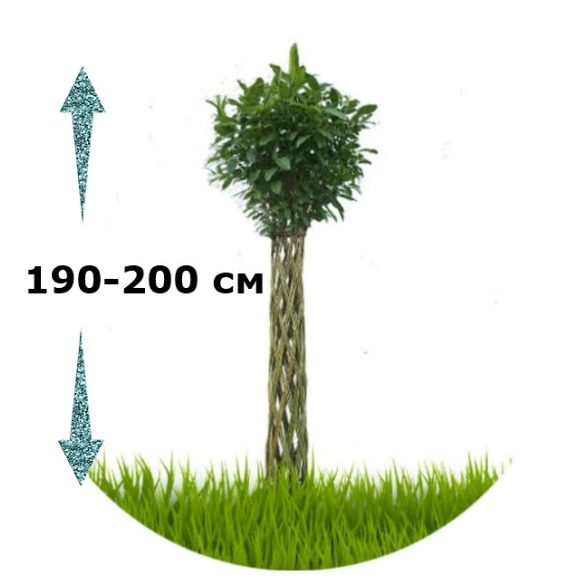 Előrendelhető! Fonott élő vessző cserépben 180 cm